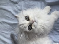 Acil british longhair