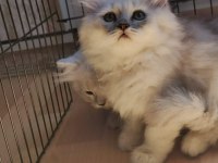 Çok akıllı uslu british longhair yavrularımız