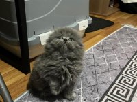 Ayı surat scottish fold dişi