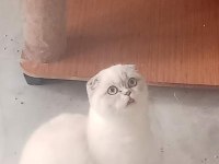 Yetişkin scottish fold kızlarımız yeni yuvasını arıyor