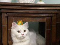British Longhair odin