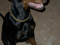 EUROPEAN KİNG DOBERMAN DİŞİ YAVRUMUZ