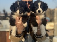 Zeka küpü border Collie bebeklerim