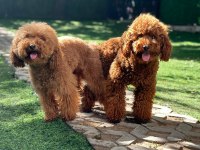 RED BROWN TOY POODLE YAVRULAR
