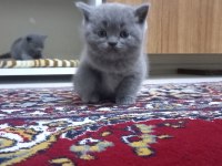 BRİTİSH SHORTHAİR DİŞİ YAVRU OYUNCU CANA YAKIN