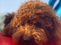 Eşleştirme Adayı Red Toy Poodle 3 KG Kaliteli Sperm