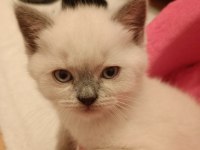 British longhair blue point erkek yavru