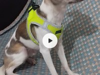 Elma kafa chihuahua