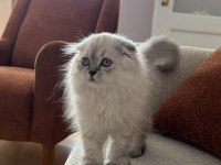 2.5 aylık scottish fold dişi
