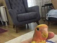 Kırmızı göz sevda papağanı