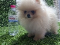 POMERANİAN BOO DİŞİ YAVRULAR