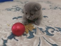 Scottish Fold yavru 3 aylık