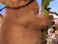 Cinnamon erkek british shorthair