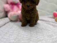 2.5 Aylık Toy Poodle Bebekler