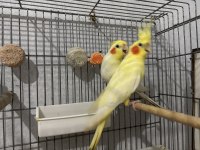 Bakıcı Çift Vakit ayıramadığım için ilanda