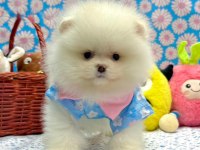 Safkan pomeranian yavrular