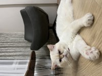 Çok sakin ve asla koku bırakmaz asla british shorthair