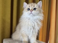 Çok yakışıklı british longhair kedimiz
