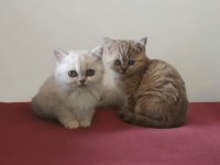 British shorthair yavruları
