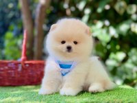 Safkan Pomeranian Boo Yavrularımız