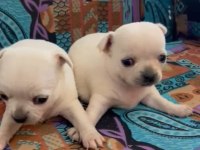 Chihuahua Yavrularımız Irk Ve Sağlık Garantili