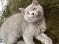 İki british shorthair kedimizi sahiplendirmek istiyoruz