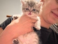 Scottish fold yavru