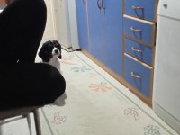 Cavalier king charles oğlumu sahiplendiriyorum