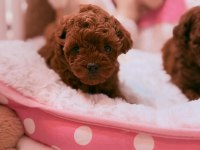 Aşılı Çipli Toy Poodle Yavrular