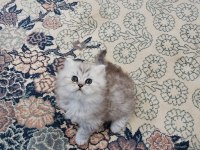British longhair yavrularım sahiplerini bekliyor