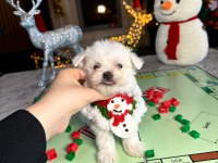 Sevimli Erkek Yavru Köpeğimizle Tanışın!