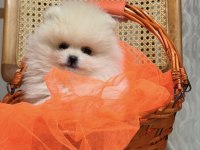 Teddy pomeranian boo
