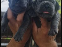 Cane Corso Köpeği