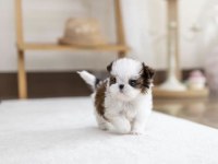 A Kalite Dişi ve Erkek Shih Tzu Bebeklerimiz
