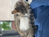 2 AYLIK TEKİR KEDİMİZ
