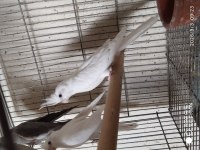 3 Adet 2 Aylık Sultan Papağanı