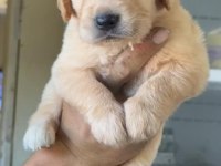 A+ kalite Golden Retriever yavrularımız 81 ile gönderilir