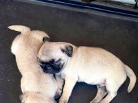 Pug mops yavruları