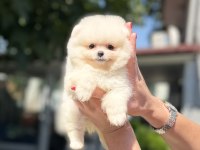 Pomeranian Boo Dişi Köpeğimiz