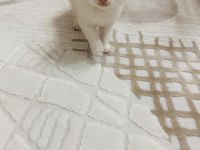12 Haziran doğumlu bir aylık erkek kedimiz