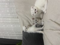 3 BEYAZ 1 SİYAH YAVRU KEDİM