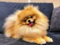 Ayı surat şecereli pomeranian boo erkek
