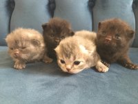 Dişi kedi yavruları birlikte scottish fold