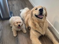 Evinizin Neşesi Golden Retriever Bebişler Kapıda Ödeme
