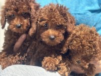 Wc eğitimli toy poodle yavrular ziyarete açık