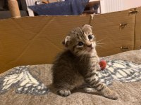 Scottish fold anneden 4 erkek bebek