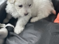 Dişi maltipoo yavru köpeğimiz