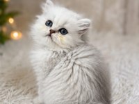 British longhair ve shorthair silver
