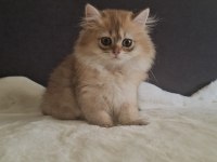 FULL SCR Lİ YAVRU KEDİLER