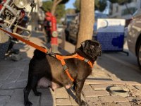 1.5 yaşında pug evde bakılıyor tuvalet eğitimi mevcut